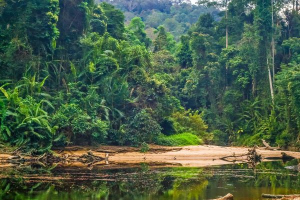 Taman-Negara-National-Park--malaysia-2-937141743773011_crop_flip_2250_1200_f2f2f2_center-center